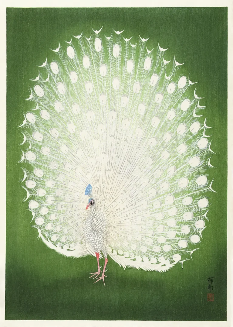 Peacock Woodblock Ohara Koson — features a regal white peacock with fully fanned plumage against a deep