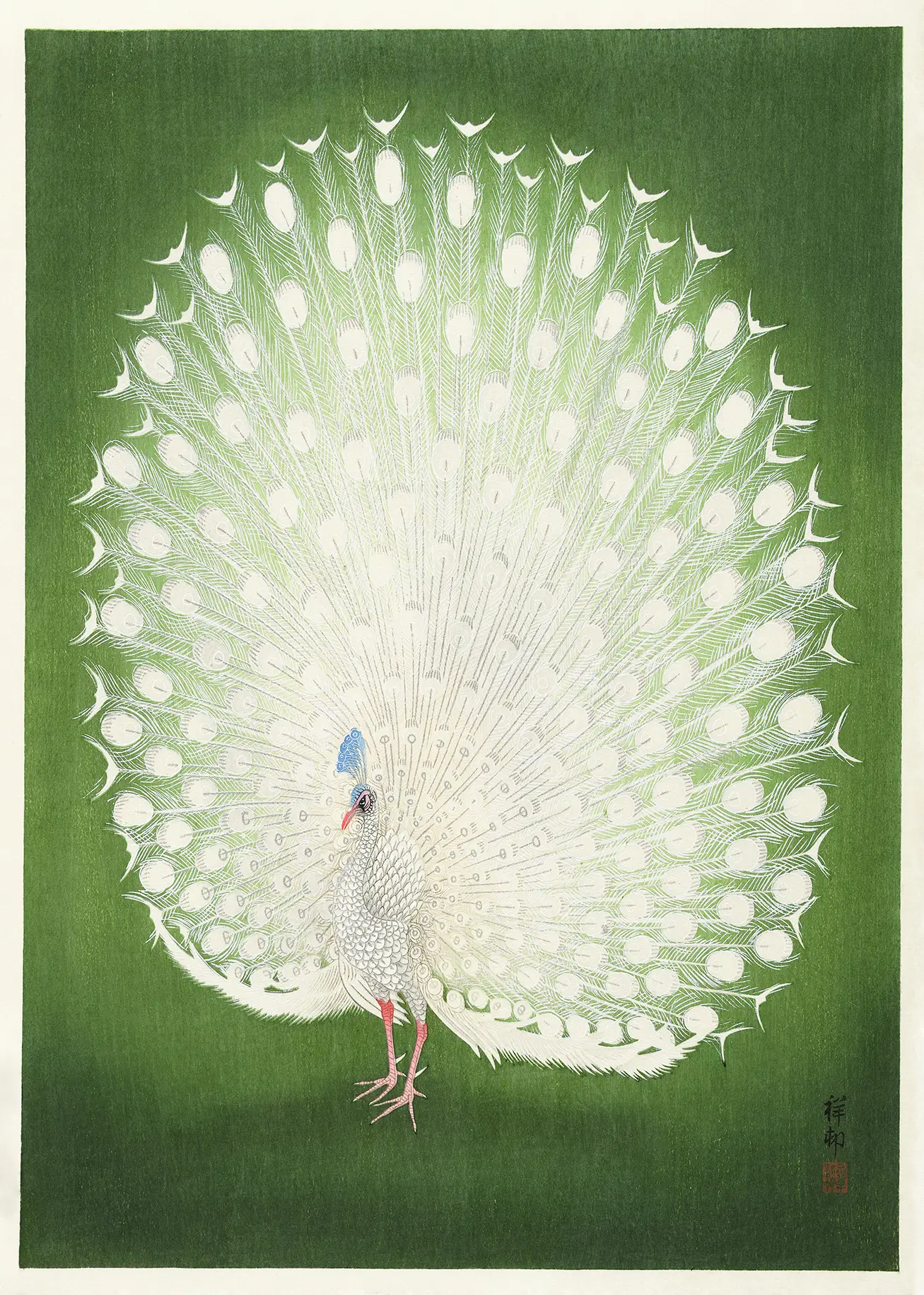 Authentic White Peacock Art - Vintage Ohara Shoson Japanese Print White Peacock Art Featuring A Splayed Tail On A Green Background In The Japanese Shin-Hanga Woodblock Style By Ohara Shoson.