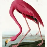 John James Audubon American Flamingo Art Print, Pink Bird Art