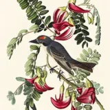 John James Audubon Gray Kingbird Botanical Bird Art Print