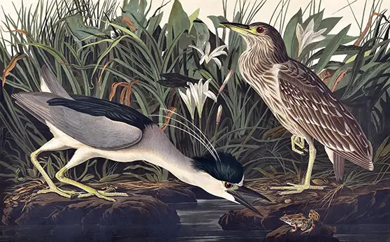 Night Heron Print showing John James Audubon's Plate 236 with two birds and a frog in a 19th century marsh illustration.