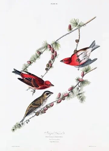Purple Finch, John James Audubon Vintage Bird Art Print