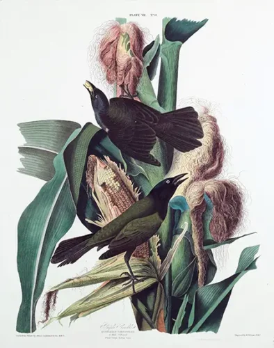 Audubon Purple Grackle and Indian Corn Botanical Bird Art Print