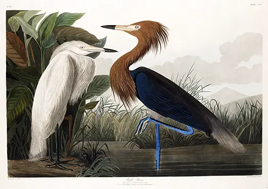 Purple Heron print featuring a reddish-necked heron and white egret in a detailed vintage marsh landscape.