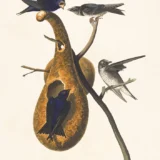 John James Audubon Purple Martin Bird Illustration Art Print