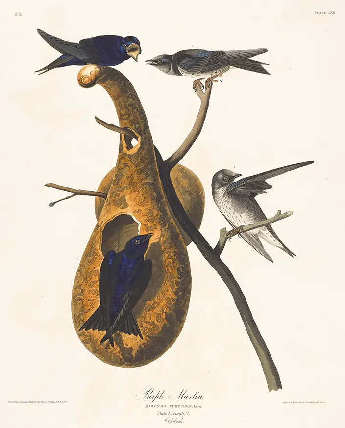 Exclusive Purple Martin Print - Vintage Audubon Bird Study Wall Art Purple Martin Print Depicting Four Iridescent Blue And Grey Birds On A Dried Nesting Gourd From Audubon'S Birds Of America.