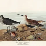 Red-backed Sandpiper John James Audubon Bird Art Print