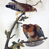 Audubon Red-shouldered Hawk Illustration, Vintage Bird Art Print
