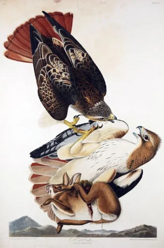Red-tailed Hawk Birds of America Audubon Wildlife Art Print