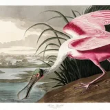 Roseate Spoonbill Bird Illustration by John James Audubon Art Print