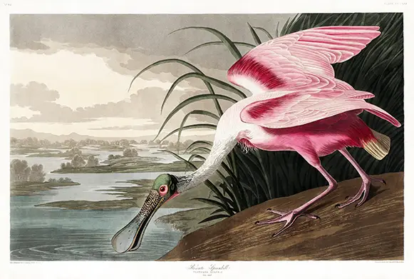 Authentic Roseate Spoonbill Print - Audubon Birds Of America Wall Art Roseate Spoonbill Print Showing A Pink Bird With A Spoon-Shaped Bill Foraging In A Marsh From Audubon'S Birds Of America.