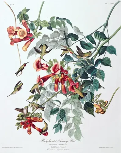 Ruby-Throated Hummingbird and Trumpet Flower, Audubon Art Print