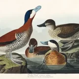 Ruddy Duck John James Audubon Birds of America Bird Art Print