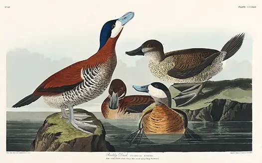 Authentic Ruddy Duck Print - John James Audubon Vintage Bird Wall Art Ruddy Duck Print Showing A Male Bird With A Blue Bill Standing On A Rock Alongside Other Ducks In A Vintage Art Style.