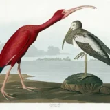Scarlet Ibis, Audubon Birds of America Scientific Art Print