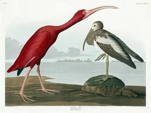 Scarlet Ibis, Audubon Birds of America Scientific Art Print