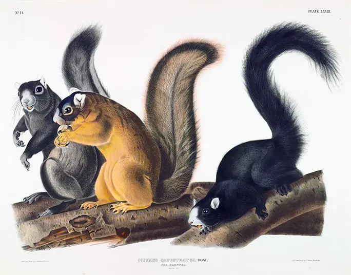 Authentic Fox Squirrel Print - 1845 Audubon Natural History Wall Art Fox Squirrel Print Showing Three Different Color Squirrels On A Log In An 1845 Vintage Audubon Scientific Style.