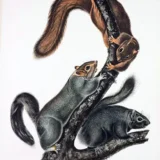 John James Audubon Cat Squirrel Wildlife Illustration Art Print