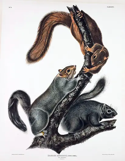 Audubon Squirrel Print - Sciurus Cinereus 1843 Natural History Wall Art Audubon Squirrel Print Showing Three Squirrels In Black, Grey, And Brown Fur Climbing A Textured Branch From 1843.