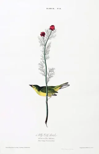 Selby's Flycatcher and Pheasant's Eye Bird Art Print
