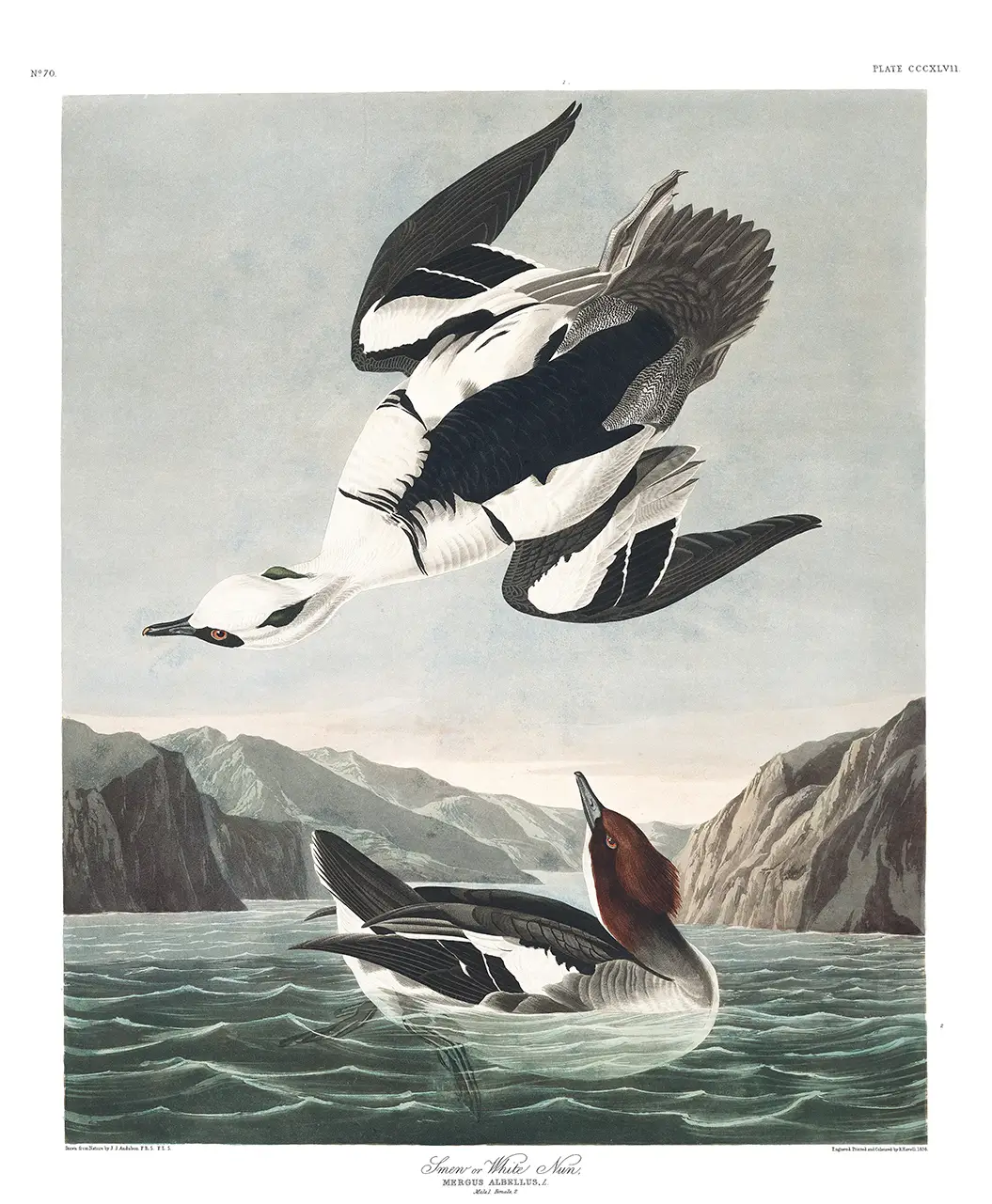 Audubon Smew Print showing a male duck flying above a female in a mountain lake setting from Birds of America 1835.