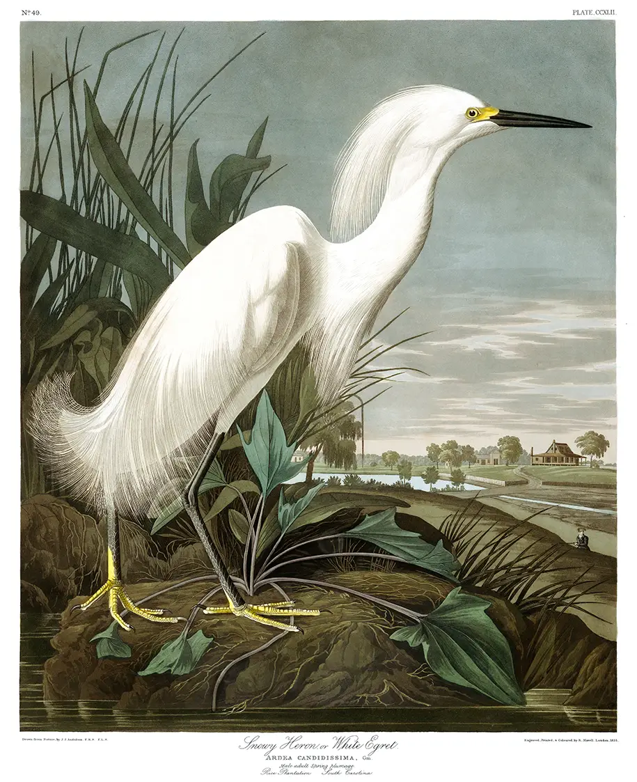 Snowy Heron Print showing a white egret with yellow feet standing in a marsh at a South Carolina rice plantation.