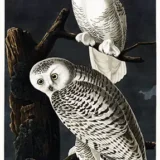 Snowy Owl Audubon Birds of America Illustration Art Print