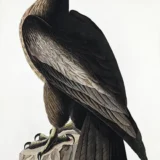 The Bird of Washington Audubon Sea Eagle Fine Art Print