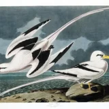 Audubon Tropic Bird Illustration, Classic Coastal Art Print
