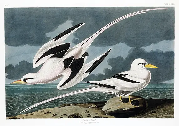 Classic Audubon Tropic Bird Print - 19Th Century Coastal Ornithology Art Audubon Tropic Bird Print Showing A White Bird Flying And Another Perched On A Rock Against A Dark Stormy Ocean Sky.