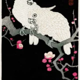Japanese Cockatoo and Plum Blossom Art Print, Ohara Koson