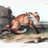 John James Audubon American Red Fox Natural History Art Print