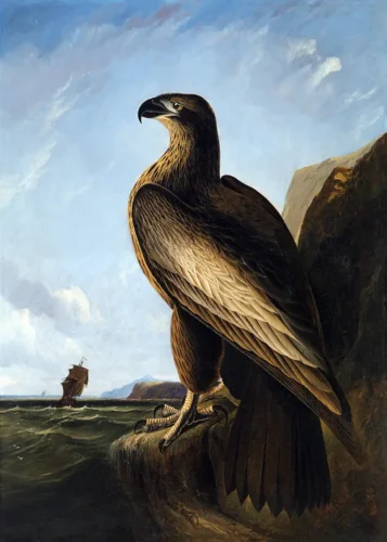 John James Audubon Washington Sea Eagle, Bird Life Art Print