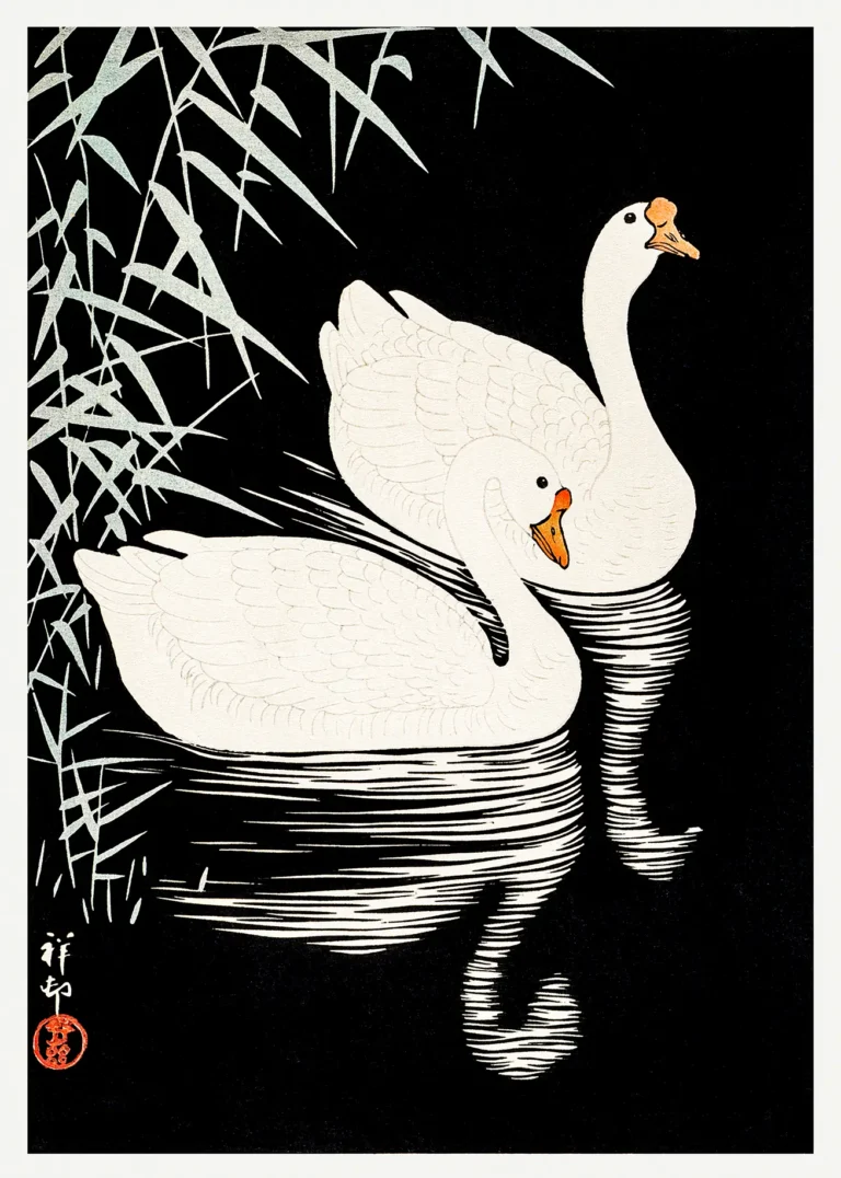 Chinese Geese Swimming Ohara — pair of elegant white Chinese geese glide through ripples of water
