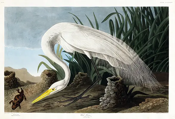 White Heron print by John James Audubon showing a Great Egret hunting in a marsh on white matte paper.
