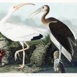 John James Audubon White Ibis Naturalist Art Print