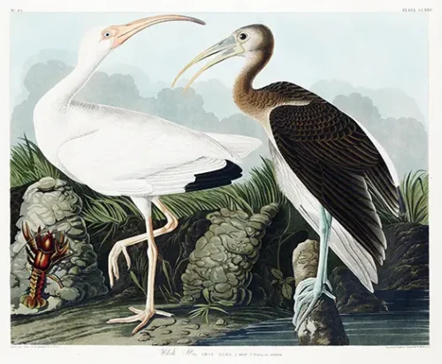 John James Audubon White Ibis Naturalist Art Print