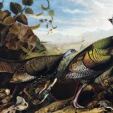 John James Audubon Wild Turkey Cock Hen and Young Art Print