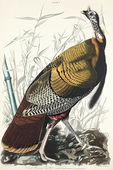 Classic Audubon Wild Turkey - Iconic Birds Of America Natural History Print Audubon Wild Turkey Illustration Showing A Male Bird With Copper Feathers And Long Neck From Birds Of America Plate 1.