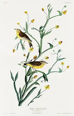 Authentic Audubon Warbler Print - Yellow Red-Poll Bird Botanical Wall Art Audubon Warbler Print Depicting Two Small Yellow Birds On A Flowering Green Stem Against A White Background.