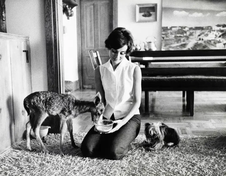 Audrey Hepburn and Pippin Pippin Beverly Hills print showing and pippin (ip), beverly hills with archival tone
