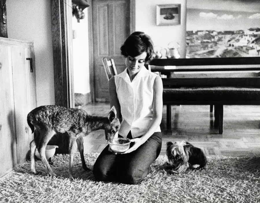 Black and white photo of Audrey Hepburn feeding her pet fawn Pippin on a shag carpet in her Beverly Hills home.