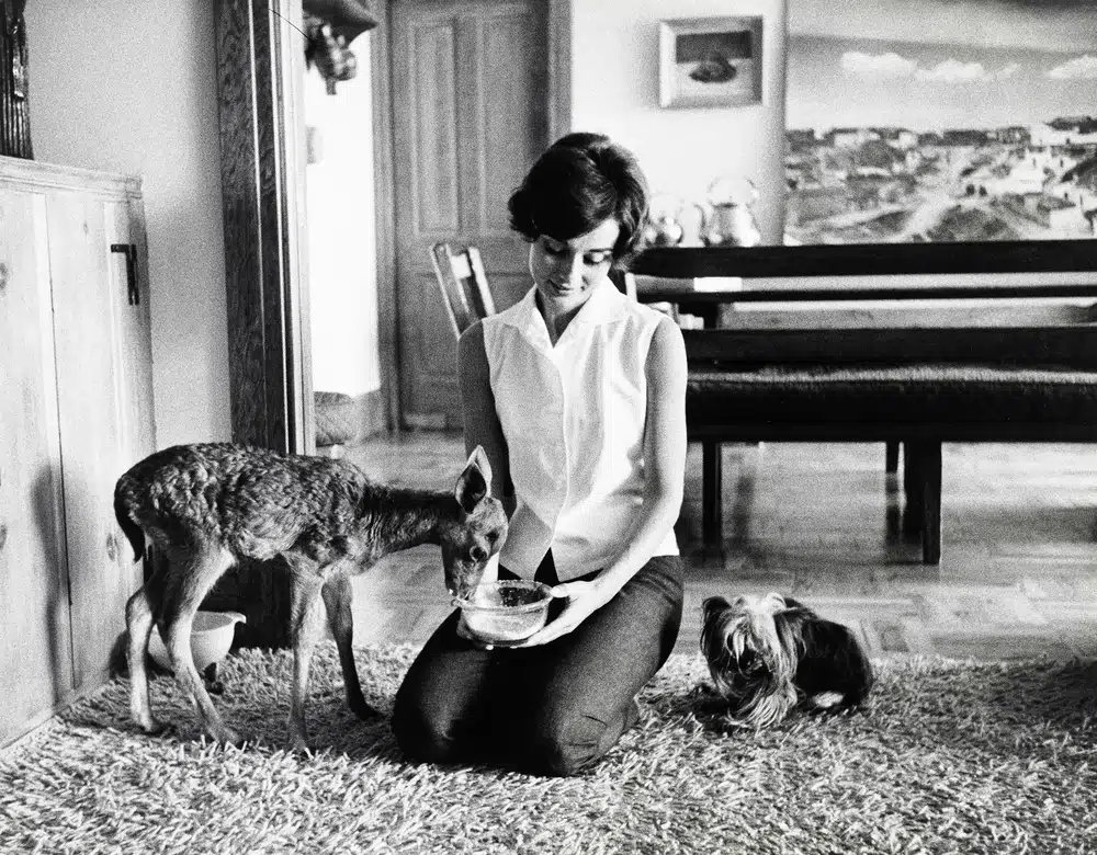 Audrey Hepburn and Pippin Pippin Beverly Hills print showing and pippin (ip), beverly hills with archival tone