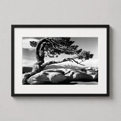 Jeffrey Pine, Sentinel Dome, Ansel Adams Yosemite Photography Print