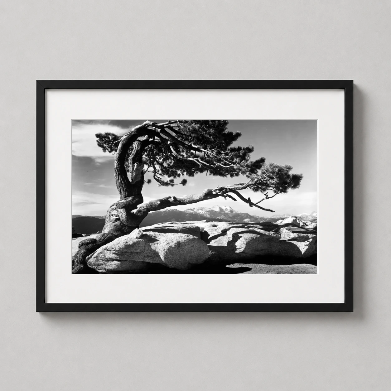 Jeffrey Pine Sentinel Dome — legendary black and white photograph by Ansel Adams featuring a gnarled