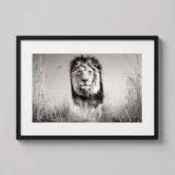 Lion Wildlife Photography, Dramatic Black and White Photography Print