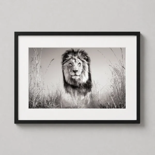 Lion Wildlife Photography, Dramatic Black and White Photography Print
