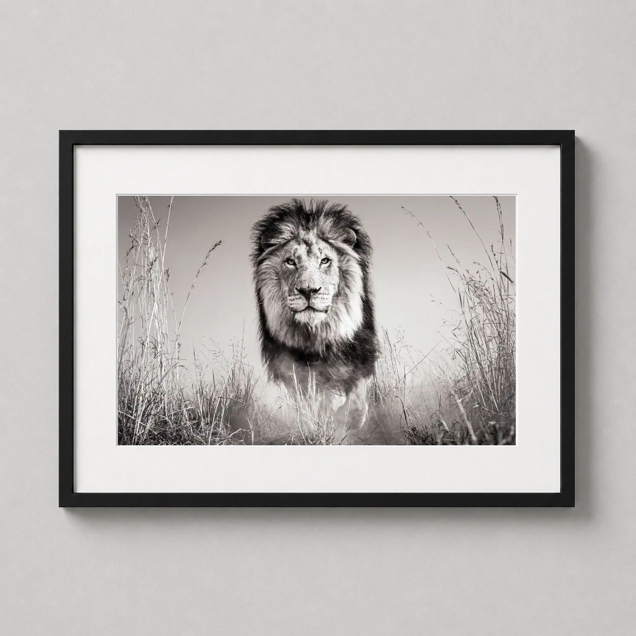Lion Wildlife Dramatic Photo — powerful male lion gazes forward in this high-contrast black and white