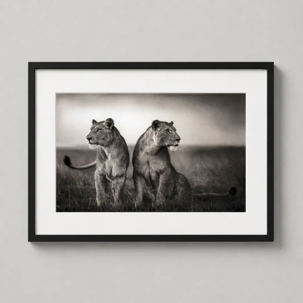 Nick Brandt Maasai Mara Lionesses Photography Print