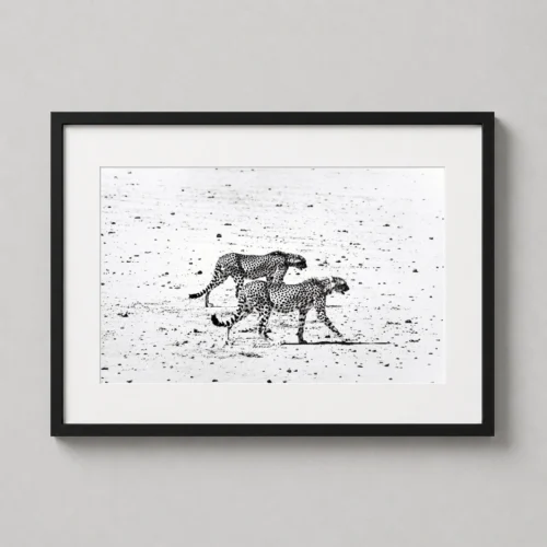 Peter Beard, Hunting Cheetahs on the Tarn Desert Photography Print
